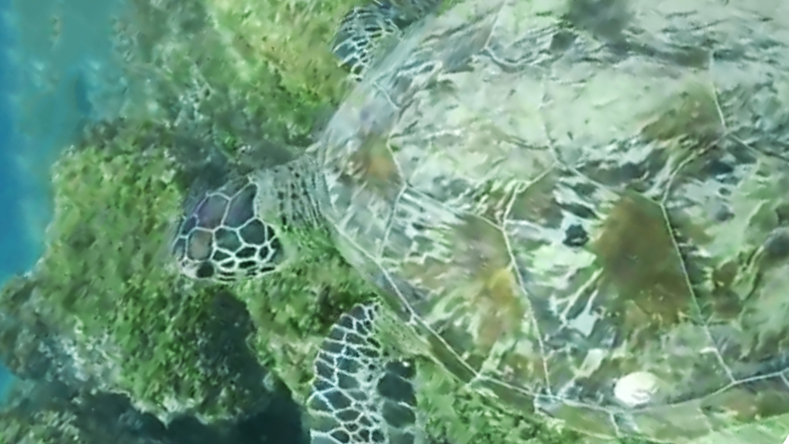 Screen Shot 2020-10-17 at 4.57.34 PM