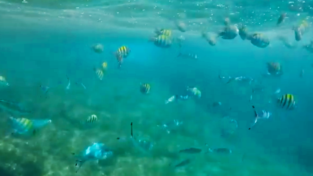 Screen Shot 2020-10-17 at 4.58.19 PM