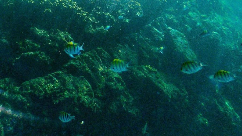 Screen Shot 2020-10-17 at 4.59.22 PM